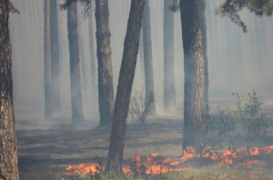 В Липецкой области прогнозируют чрезвычайную пожароопасность лесов