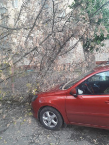 Упавшие от ветра деревья повредили два автомобиля в липецких дворах и оставили без света несколько многоэтажек