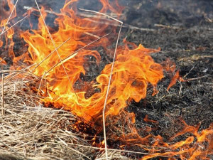 Две трети недельных возгораний на территории Липецка пришлись на долю мусора и сухой травы