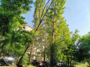 Упавшие от ветра деревья повредили машины и оборвали провода