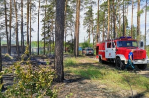 В Липецкой области введен запрет на посещение лесов и въезда в них транспорта