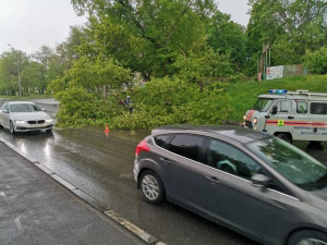 Упавшие от ветра деревья перегородили дорогу в центре Липецка и повредили машины во дворах
