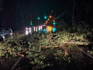Упавшее на трассу Липецк-Грязи дерево оперативно убрали городские спасатели
