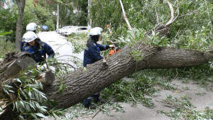 От упавших в непогоду деревьев спасатели освободили три проезда, автомобиль и газовую трубу