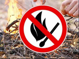 В Липецкой области высокая опасность лесных пожаров