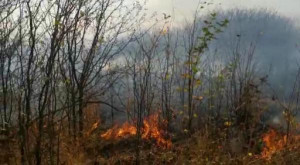 Первые загорания сухой травы в конце марта зафиксированы в Липецке