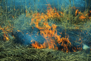 В выходные дни в районе Силикатных озёр по нескольку раз в день загоралась сухая трава