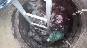 Троих щенков из ямы в Северном Руднике достали липецкие спасатели