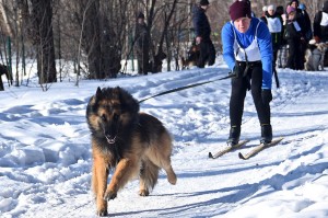 Собака - друг лыжника и ребёнка