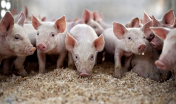 Отгрузчики Группы «Черкизово» самостоятельно поднимают цену на свинину