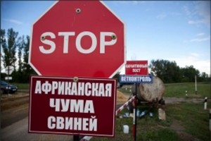В Воловском районе Липецкой области обнаружена африканская чума свиней