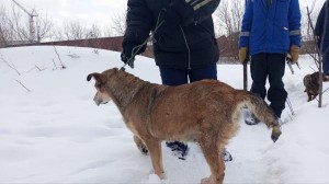 В Сырском Руднике спасатели вызволили собаку, попавшую в западню из дерева и бетона