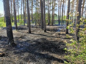 В Липецке установлен 4-й класс пожарной опасности с высоким риском возгораний