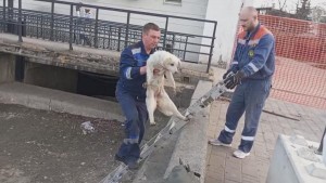 Собаку из Комсомольского пруда достали липецкие спасатели