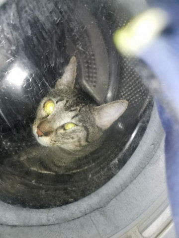 Липецкие спасатели помогли «космической» кошке выбраться… из стиральной машины