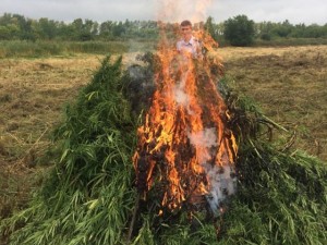 В Грязях уничтожено более 100 кг дикорастущей конопли