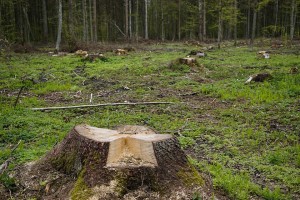 ООО "СЕВЕР" грозит штраф за незаконную вырубку деревьев в Плехановском лесничестве