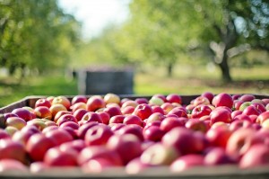 Липецкий пенсионер украл почти 100 килограмм яблок в садах Тамбовской области